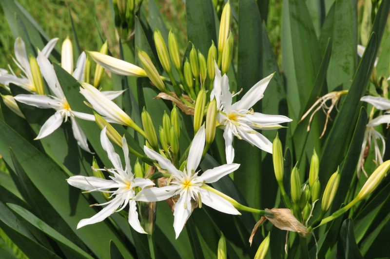 Pancratium illyricum / Giglio di Sardegna